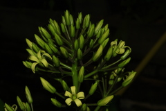 Pittosporum paniculatum