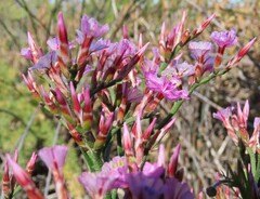 Limonium peregrinum