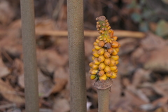 Amorphophallus
