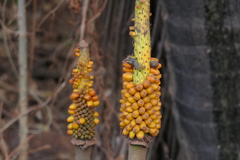 Amorphophallus
