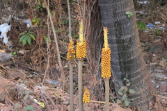 Amorphophallus