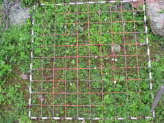 Brachyscome muelleri