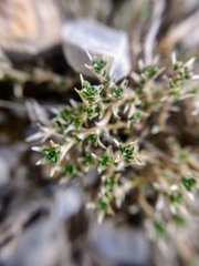 Arenaria