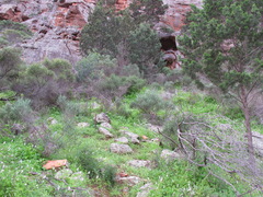 Brachyscome muelleri