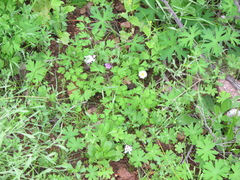 Brachyscome muelleri