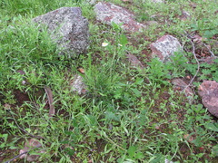 Brachyscome muelleri