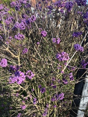 Callicarpa