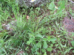 Brachyscome muelleri