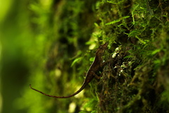Anolis duellmani