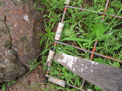 Brachyscome muelleri