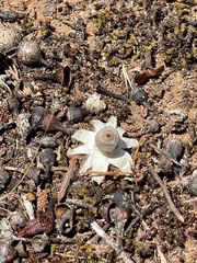 Geastrum