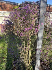 Callicarpa
