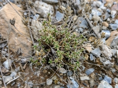 Arenaria