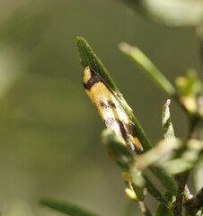 Olbonoma triptycha