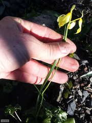Moraea thomasiae