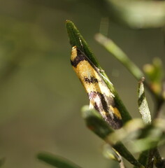 Olbonoma triptycha