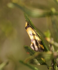 Olbonoma triptycha