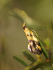 Olbonoma triptycha