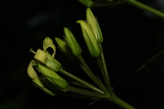 Pittosporum paniculatum