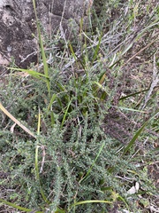 Prostanthera spinosa