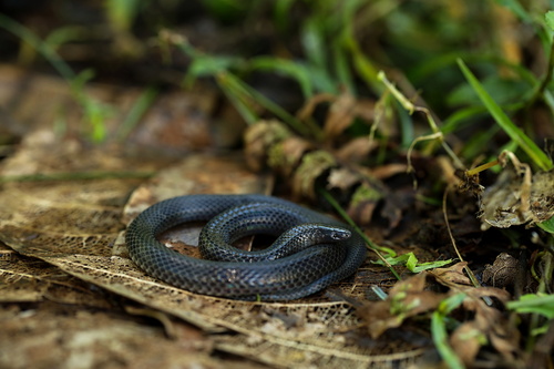 Keeled Earth Snake