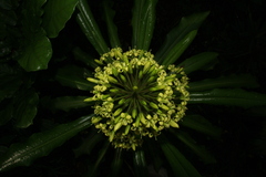 Pittosporum paniculatum