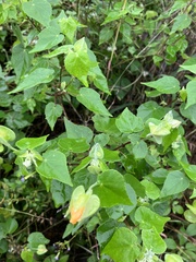 Abutilon hypoleucum