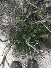 Grevillea diminuta
