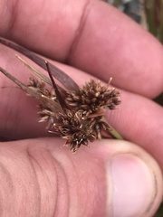 Luzula novae-cambriae