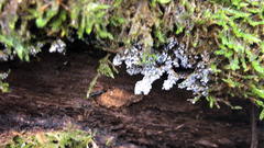 Ceratiomyxa fruticulosa