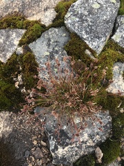 Luzula novae-cambriae