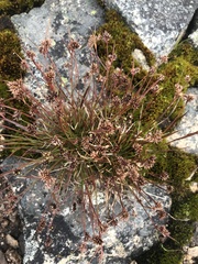 Luzula novae-cambriae