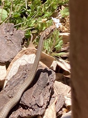 Psammophis notostictus
