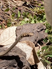 Psammophis notostictus