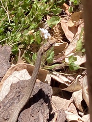 Psammophis notostictus