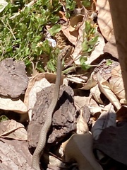 Psammophis notostictus