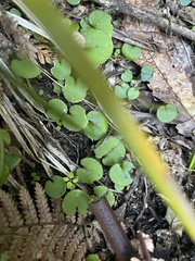 Corybas macranthus