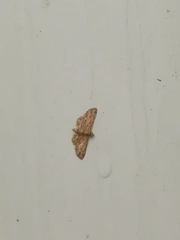Gymnoscelis