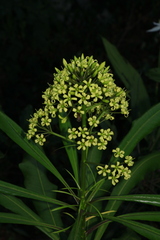 Pittosporum paniculatum
