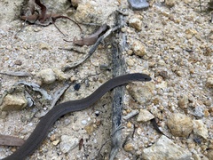 Pygopus lepidopodus