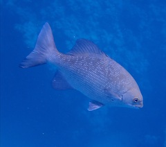 Kyphosus cinerascens