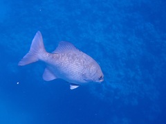 Kyphosus cinerascens