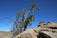 Ficus cordata cordata