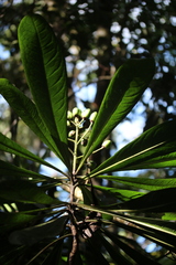 Pittosporum paniculatum