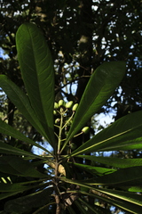 Pittosporum paniculatum