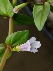 Torenia anagallis