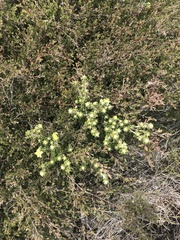 Asterolasia trymalioides