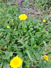 Coleostephus myconis