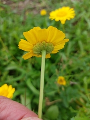 Coleostephus myconis