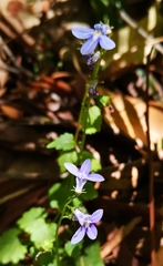 Lobelia trigonocaulis